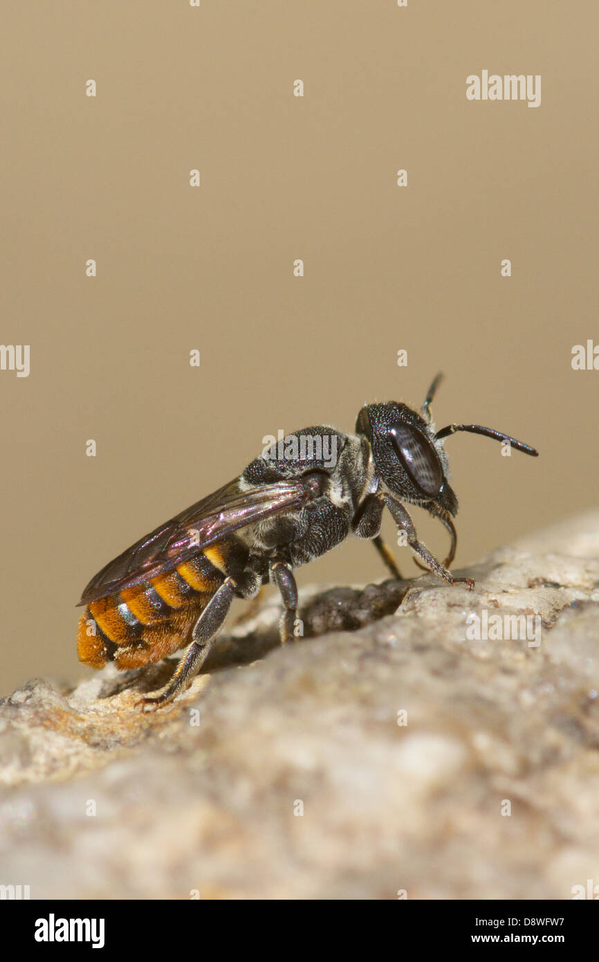 Apoidea Megachilidaebee in Chaloem Phrakiat Prachan Thai Parco Nazionale, Thailandia. Foto Stock