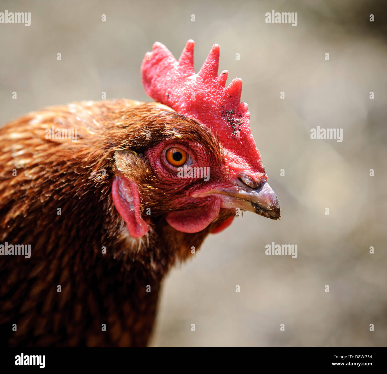 Ritratto di un pollo Foto Stock