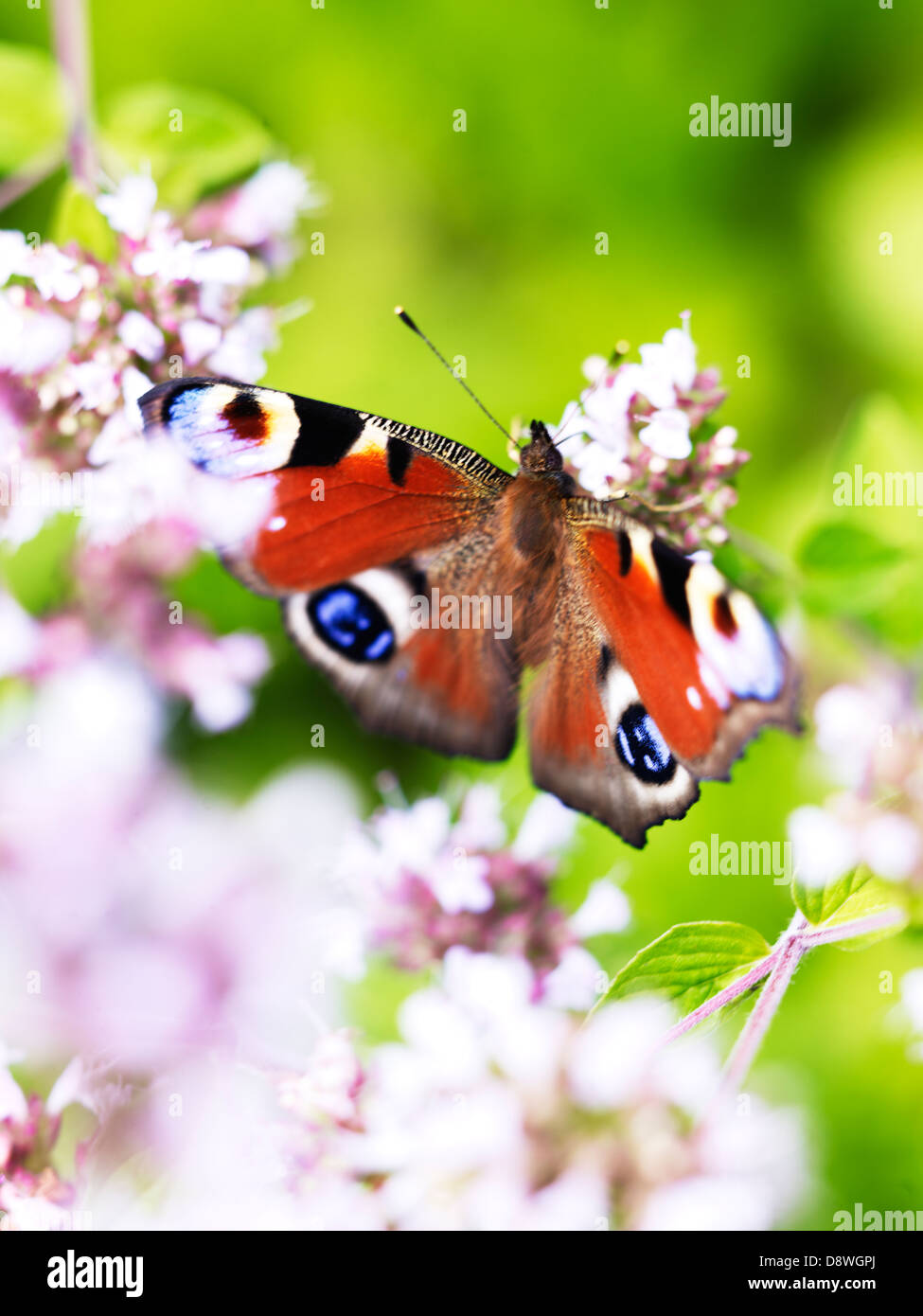 Close-up di farfalla pavone sui fiori Foto Stock