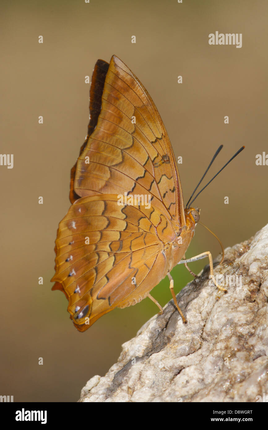 La scarsa Tawny Rajah (Charaxs aristogiton) Foto Stock