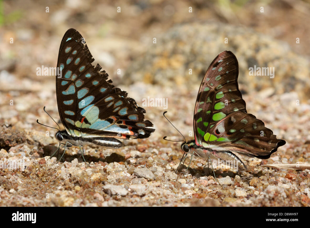 Il Comune di Jay (Graphium doson evemonides) e la coda di Jay (Graphium agamennone Agamennone) Foto Stock