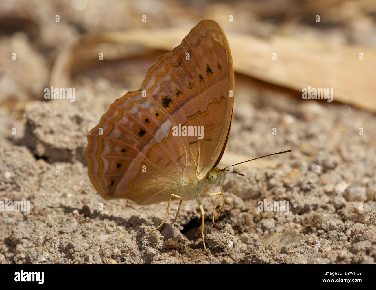 Il Comune Yeoman, Cirrochroa tyche rotundata. Foto Stock