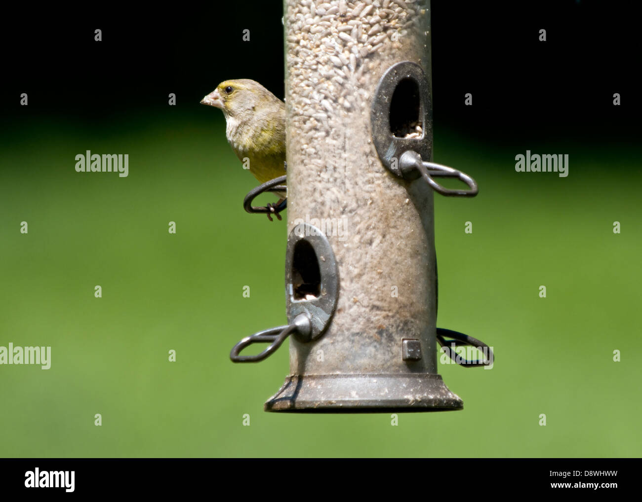 Verdone avanzamento sul cuore di girasole su bird feeder con fuori fuoco sfondo Foto Stock