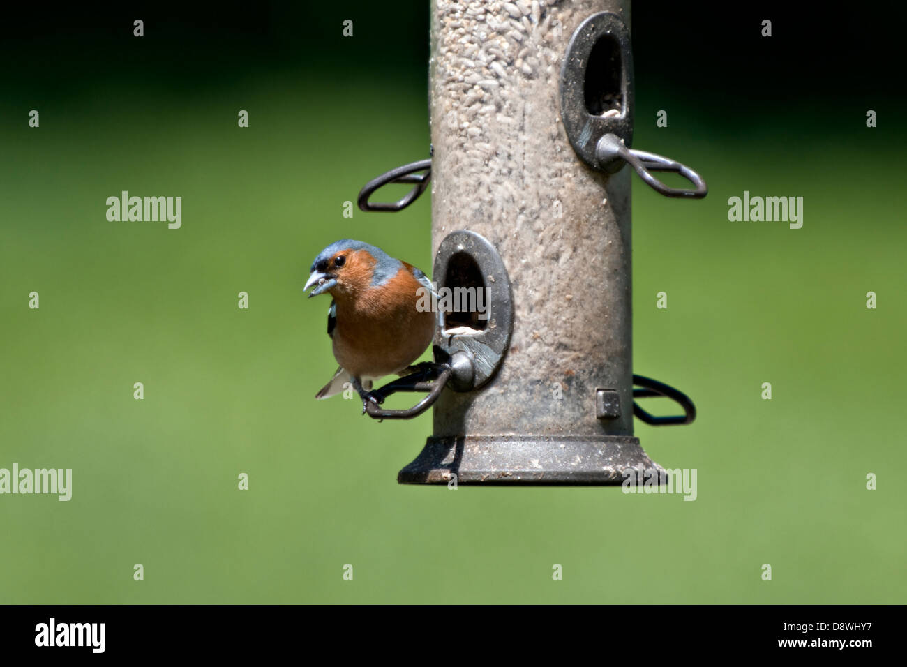 Fringuello avanzamento sul cuore di girasole su bird feeder con fuori fuoco sfondo Foto Stock