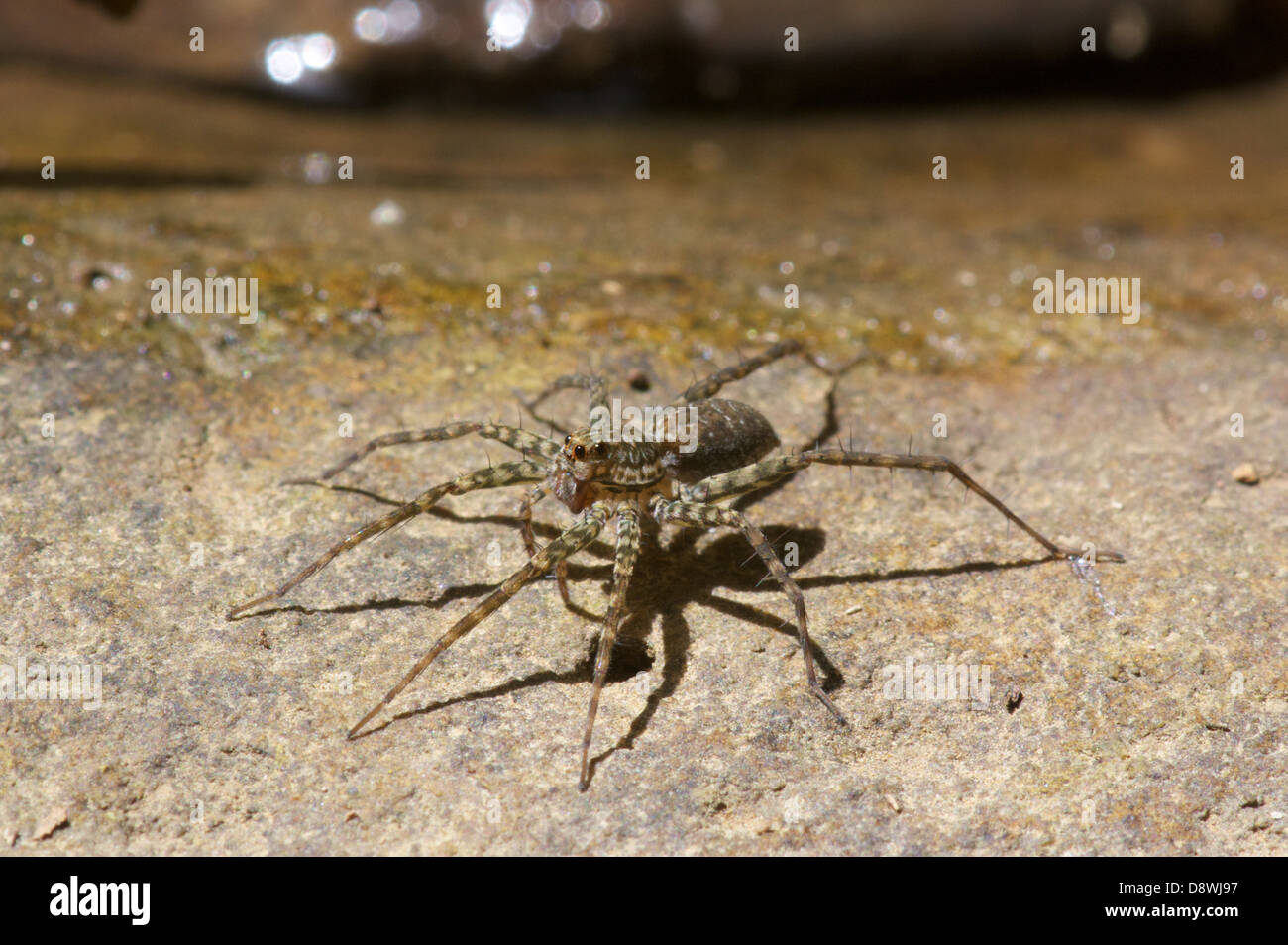 Wolf spider, Lycosidae, caccia aperta. Kaeng Krachan National Park, Thailandia. Foto Stock
