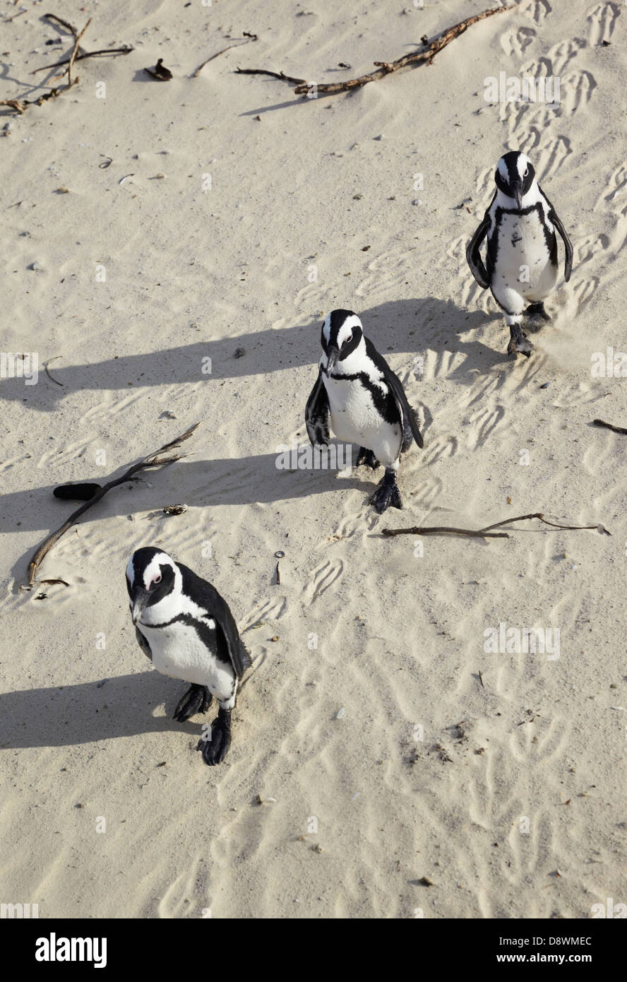 Tre i pinguini Gentoo a piedi Foto Stock