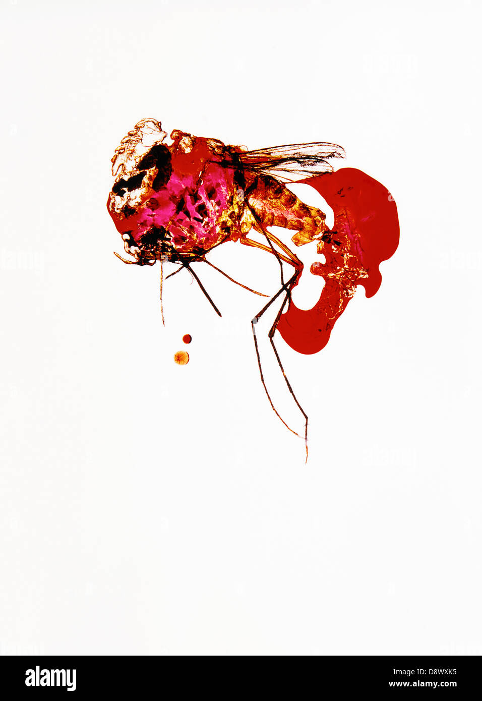 Una zanzara e sangue contro uno sfondo bianco. Foto Stock