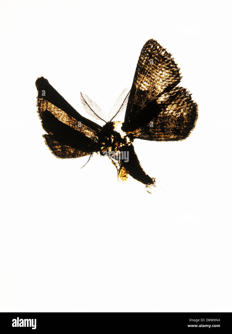 Una farfalla su uno sfondo bianco. Foto Stock