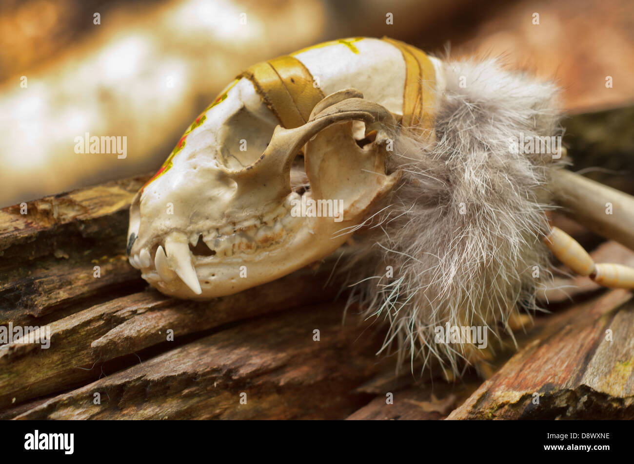 Sciamano raccoon cranio sonaglio seduta su albero Foto Stock