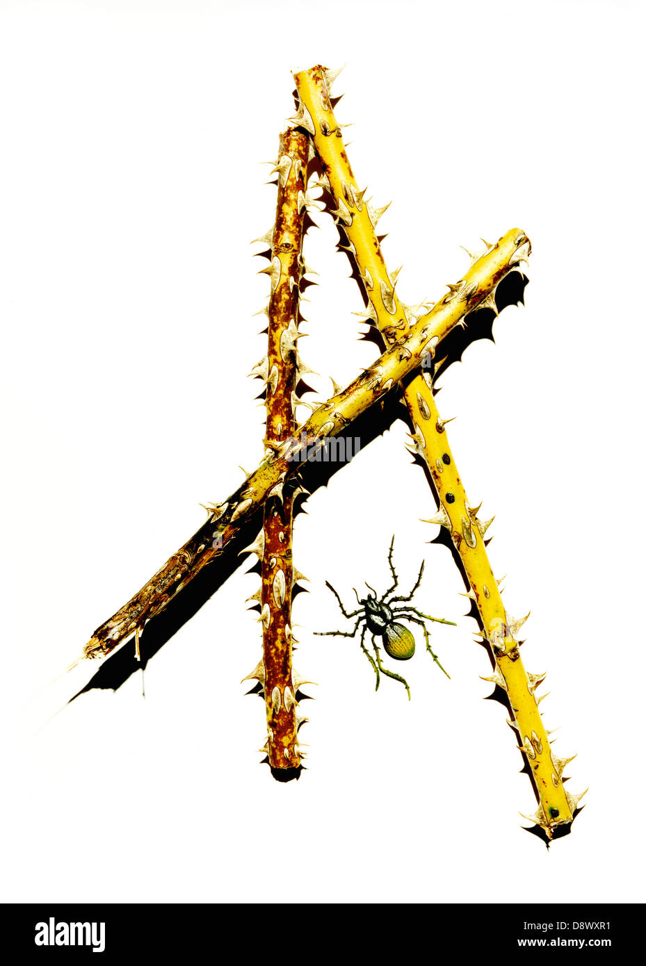 Spider e spine. Foto Stock