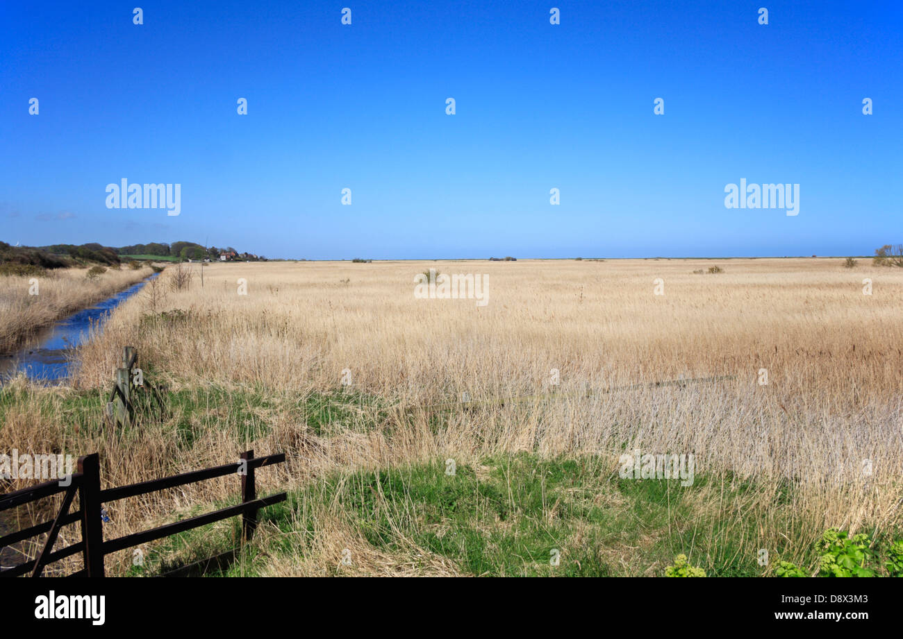 Una vista attraverso i canneti a Cley-next-mare paludi Riserva Naturale, Norfolk, Inghilterra, Regno Unito. Foto Stock