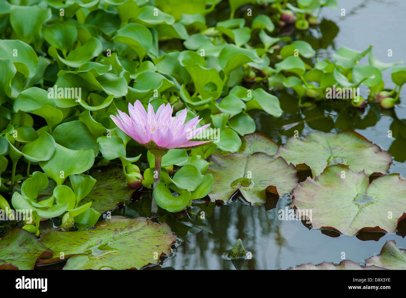 Immagine rilassante di ninfee in fioritura nelle tranquille acque del laghetto. Foto Stock