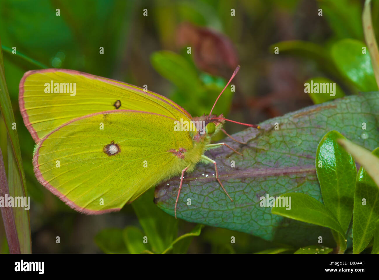 Zolfo gigante farfalla (Colias gigantea) arroccato su una foglia in Fort Assiniboine Sandhills Wildland Foto Stock