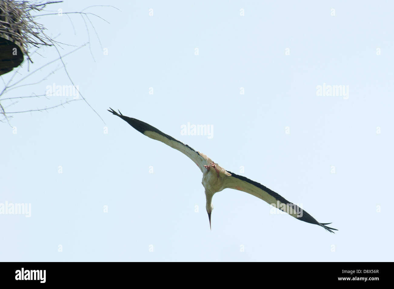 Una cicogna lasciando il suo nido in un volo di immersione contro un cielo blu chiaro Foto Stock