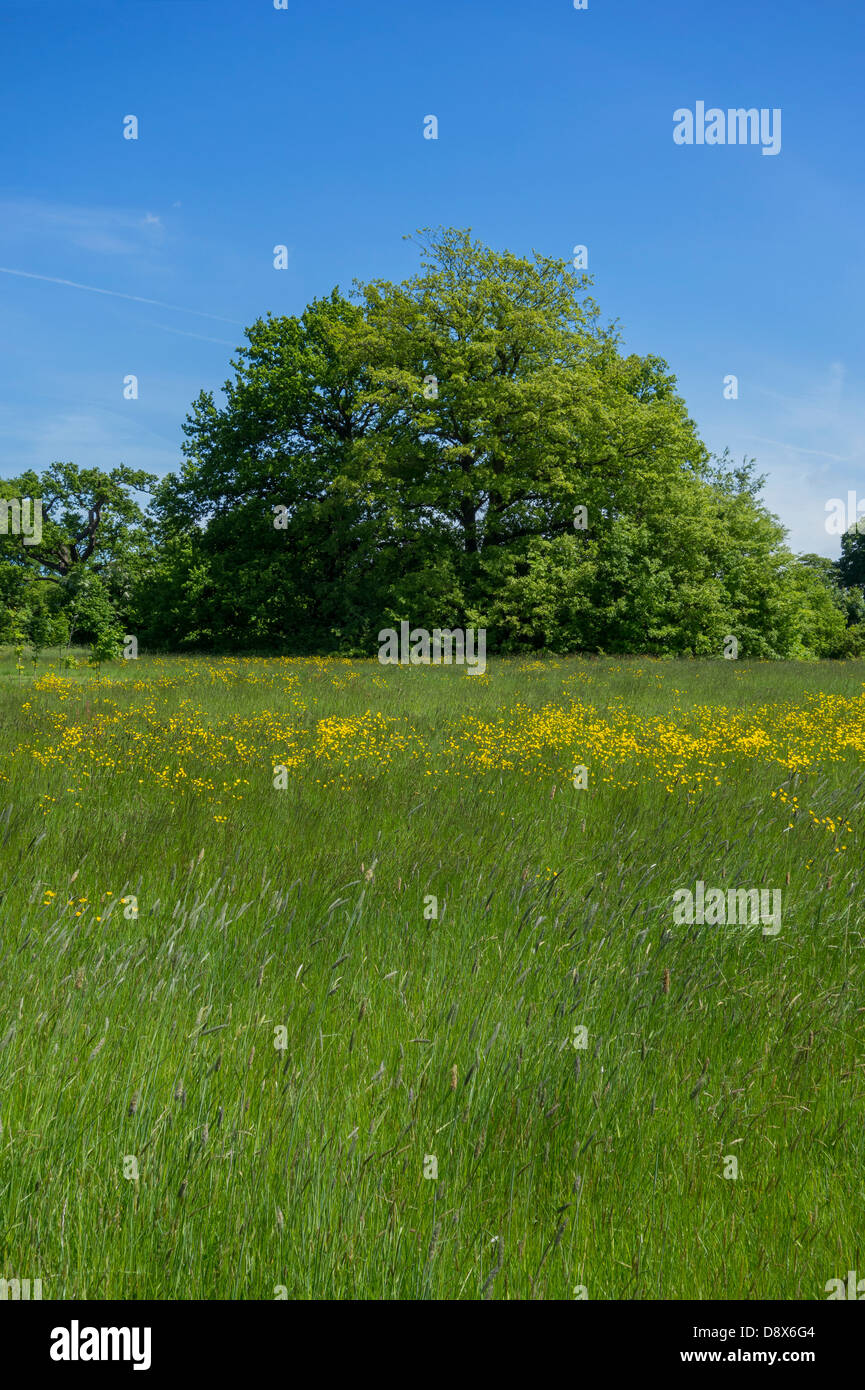 Campagna inglese e prato estivo con renoncules Foto Stock