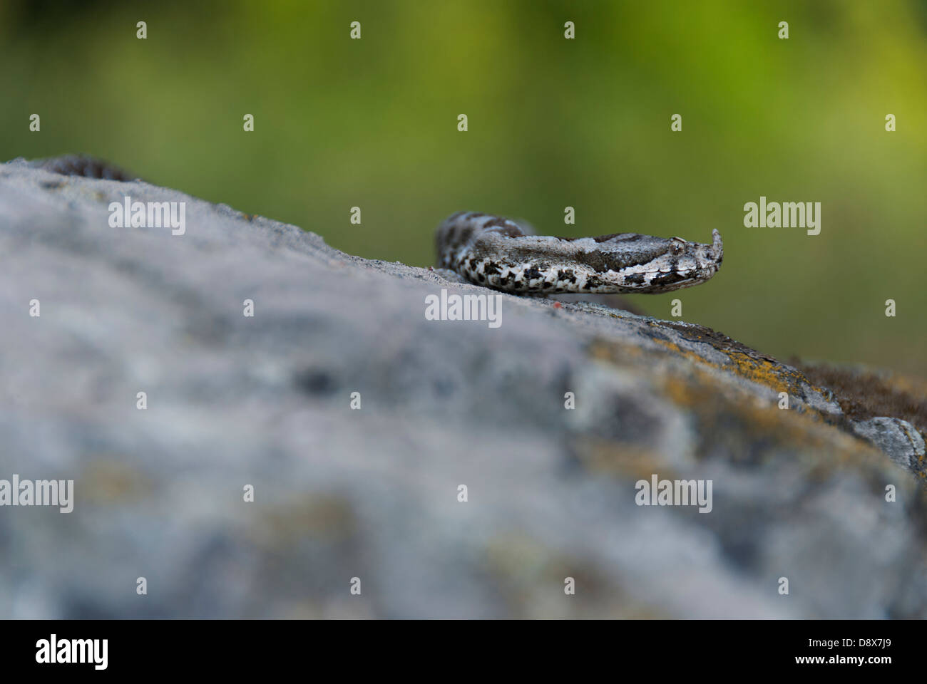 Una vipera cornuta su una roccia Foto Stock