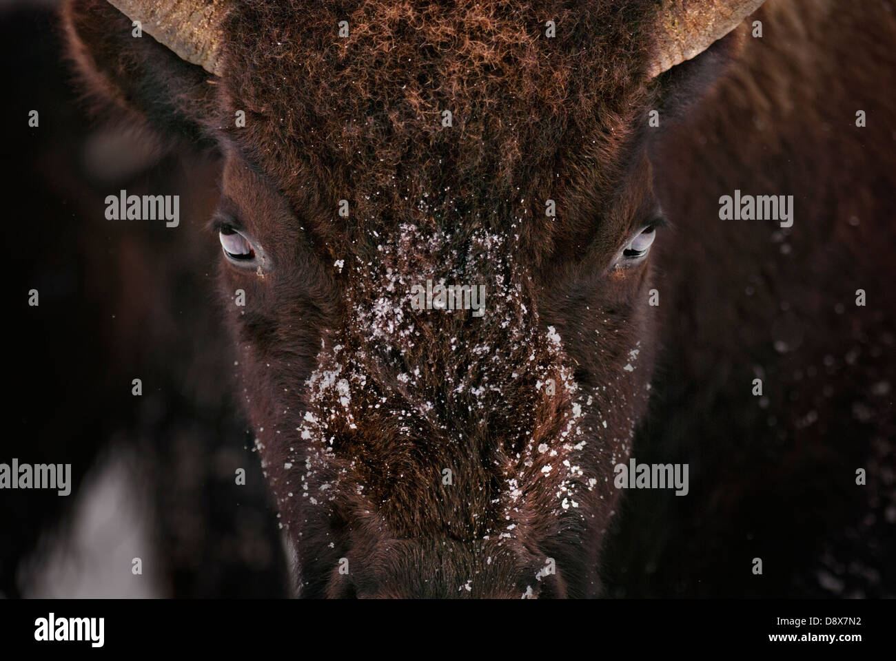 Close-up di un bisonte americano o Buffalo nella neve Foto Stock Close-up di un bisonte americano o Buffalo nella neve Foto Stock