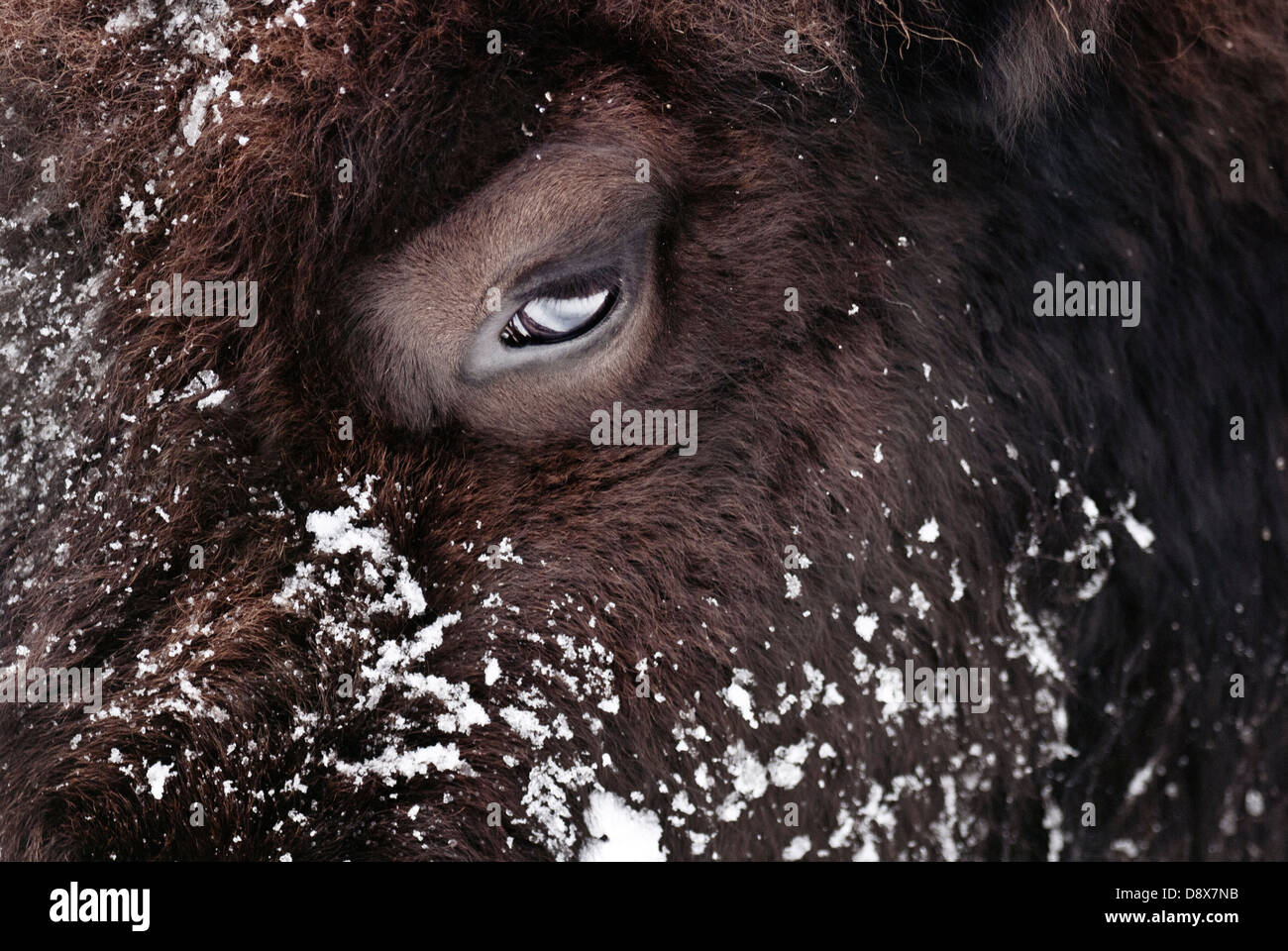 Close-up di un bisonte americano o Buffalo nella neve Foto Stock Close-up di un bisonte americano o Buffalo nella neve Foto Stock