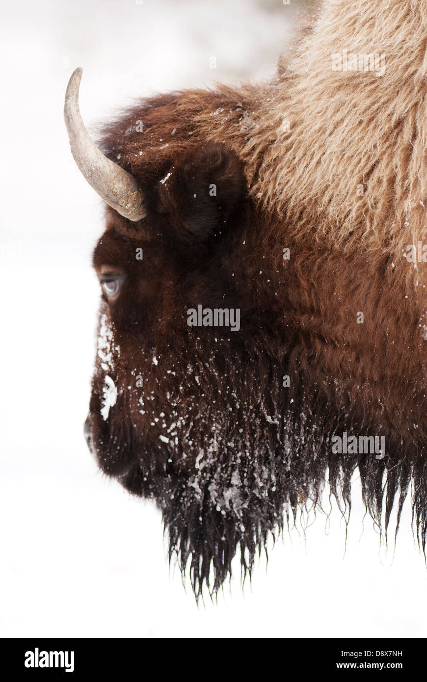 Close-up di un bisonte americano o Buffalo nella neve Foto Stock Close-up di un bisonte americano o Buffalo nella neve Foto Stock