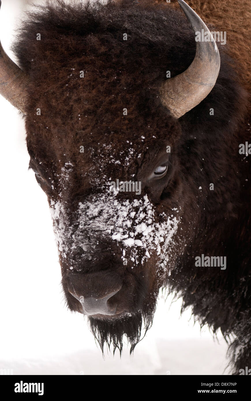 Close-up di un bisonte americano o Buffalo nella neve Foto Stock Close-up di un bisonte americano o Buffalo nella neve Foto Stock