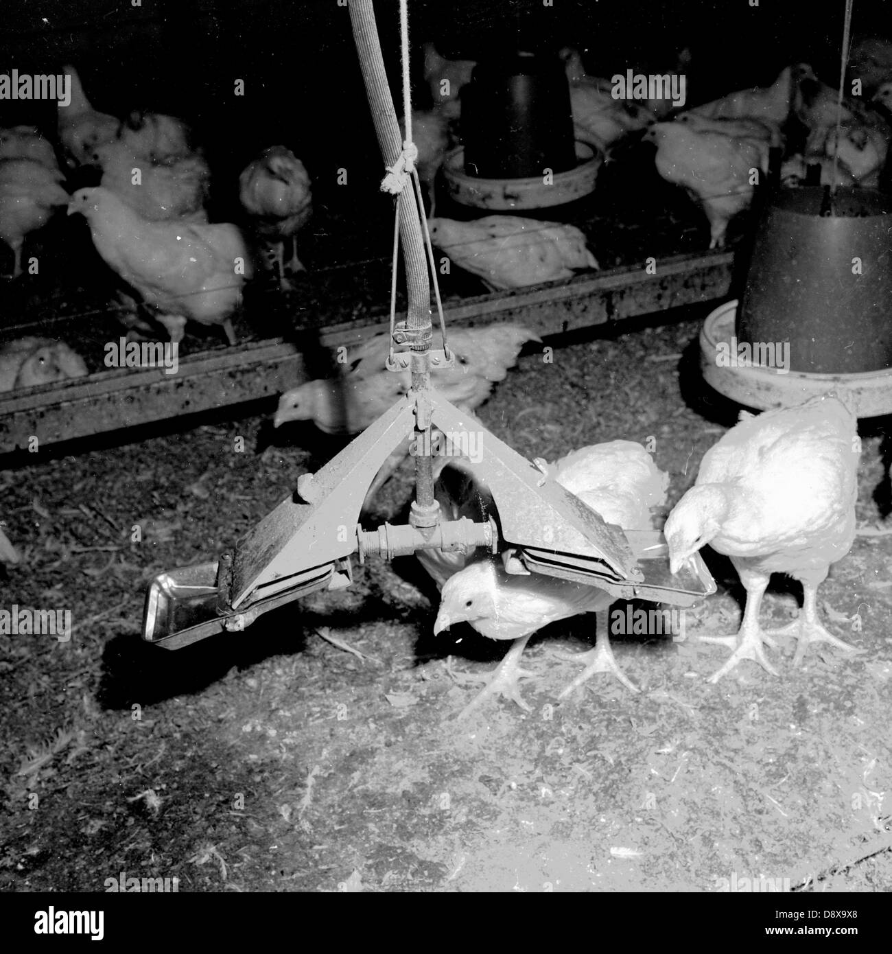 Storico degli anni cinquanta. In Inghilterra. All'interno di un fienile mostra galline ovaiole alimentazione da vassoi di metallo e la bassa illuminazione artificiale. Foto Stock