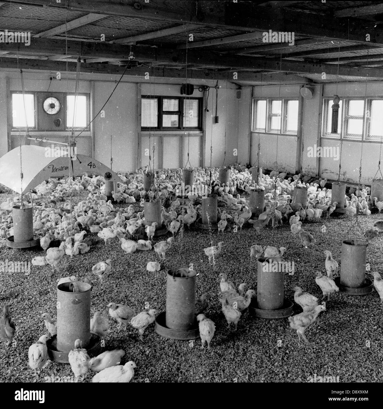 Storico degli anni cinquanta. Foto all'interno di una capanna dove giovani galline sono di alimentazione dal metallo torri di alimentazione. Foto Stock