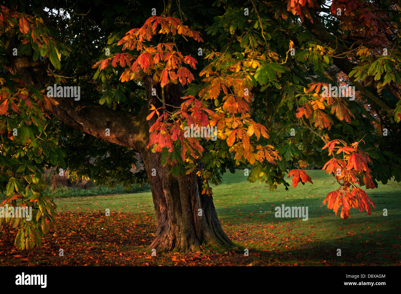 Un albero coperto di i colori dell'autunno Foto Stock