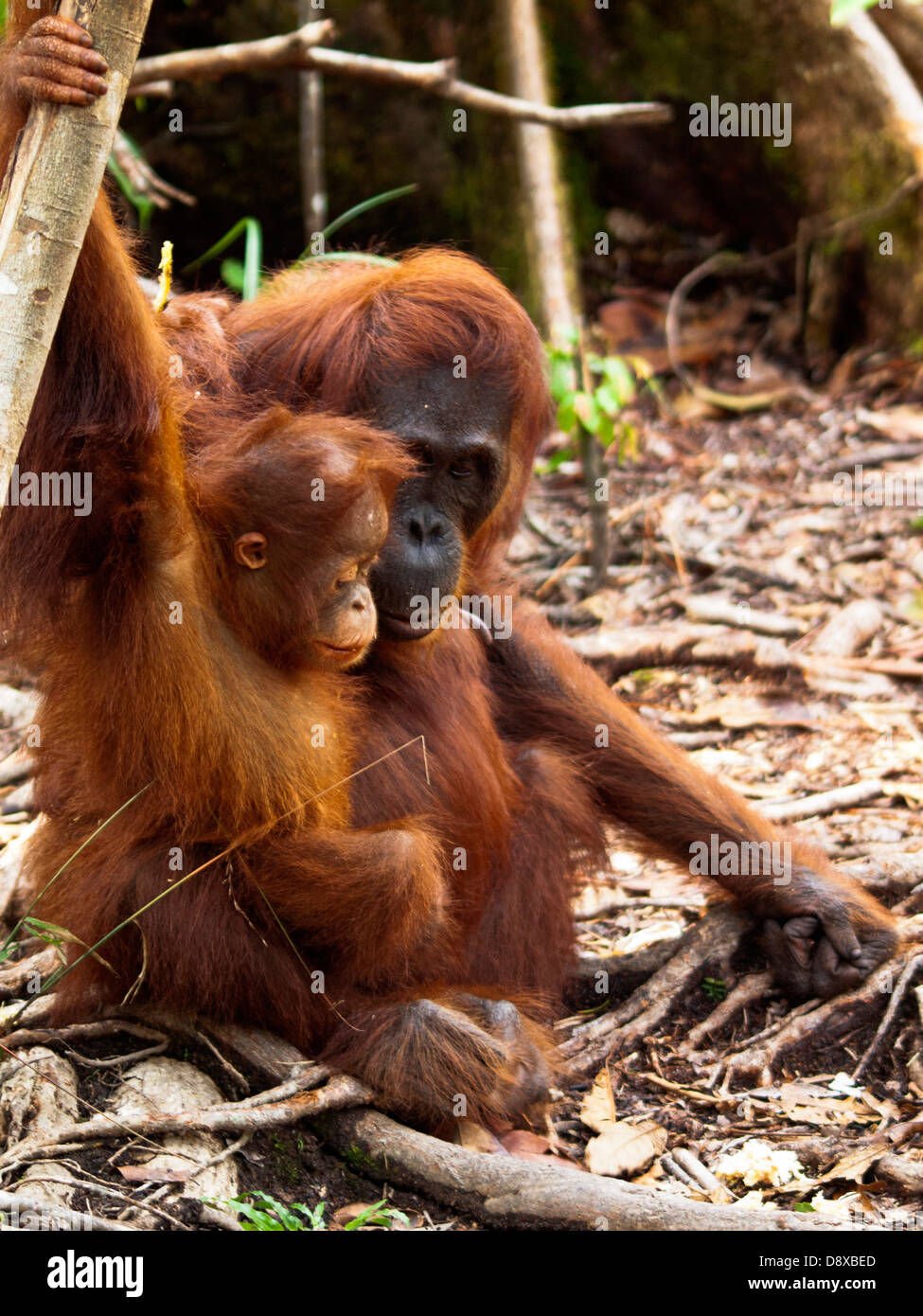 Orangutan madre e cub Foto Stock