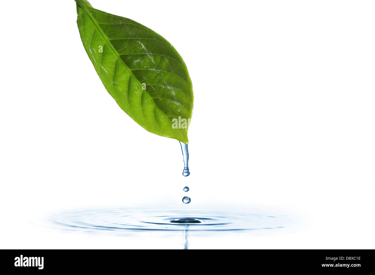 Gocciolamento di acqua di una foglia Foto Stock