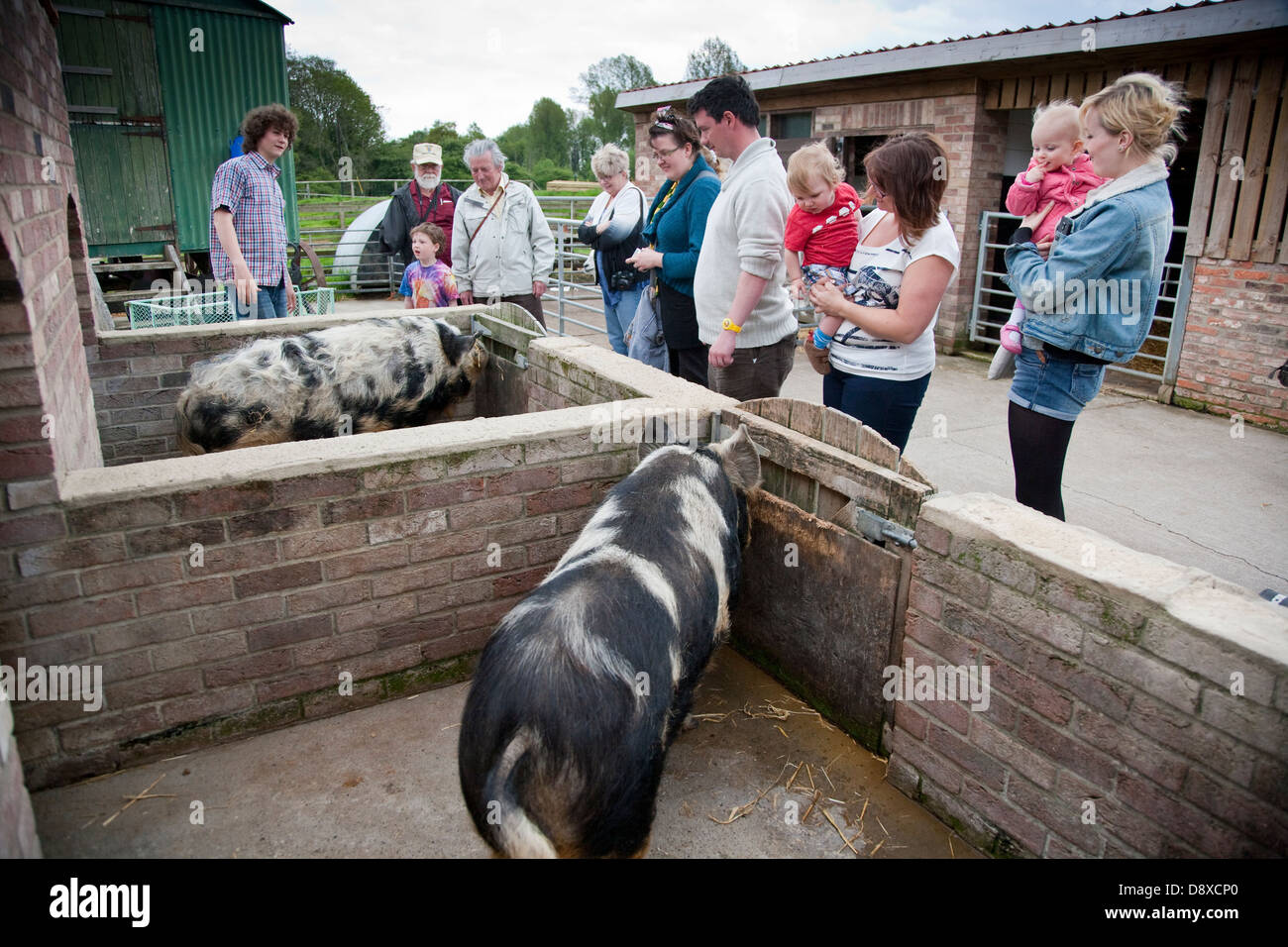 Maiale Kunekune originariamente tenuti dai Maori in Nuova Zelanda Foto Stock