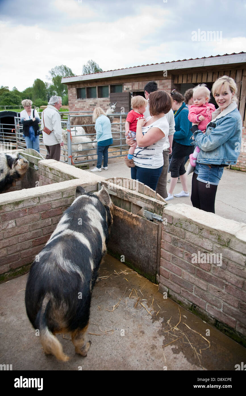 Maiale Kunekune originariamente tenuti dai Maori in Nuova Zelanda Foto Stock