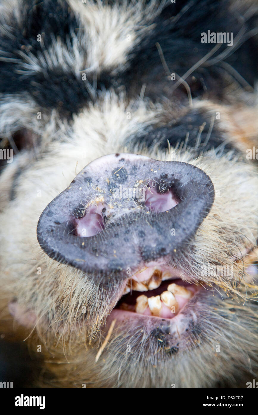 Maiale Kunekune originariamente tenuti dai Maori in Nuova Zelanda Foto Stock