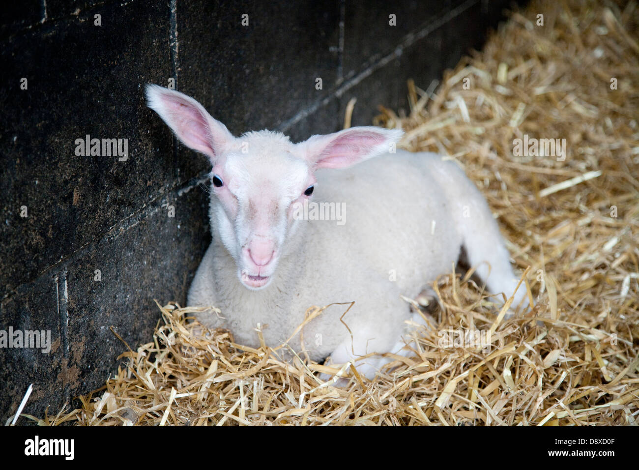 Frisia agnello in paglia. Una razza pura di mungitura di ovini con lana di una faccia libera Foto Stock