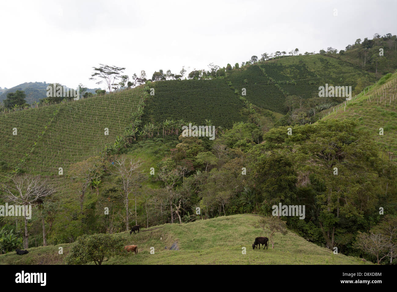 Piantagioni di caffè, nei pressi di Salento, Cocora Valley, Colombia Foto Stock