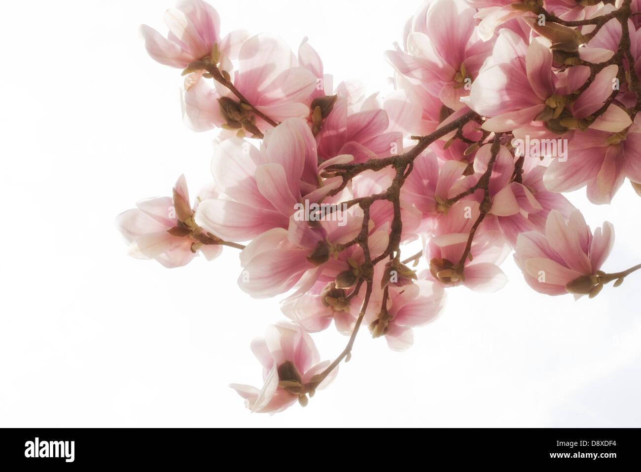 Magnolia fiorisce al sole, un bel segno di primavera Foto Stock