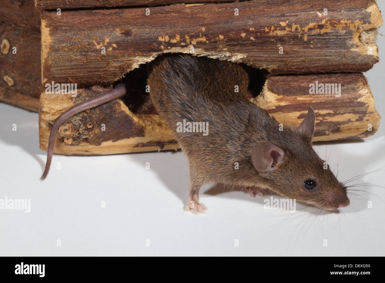 Casa Mouse (Mus musculus). Emergendo da un foro nella parete in legno. Foto Stock