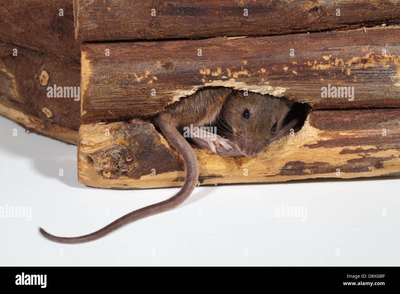 Casa Mouse (Mus musculus). Emergendo da un foro nella parete in legno. Foto Stock