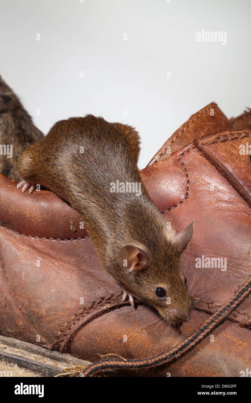 Casa Mouse (Mus musculus). Emergente da una vecchia scarpa in cuoio. Foto Stock