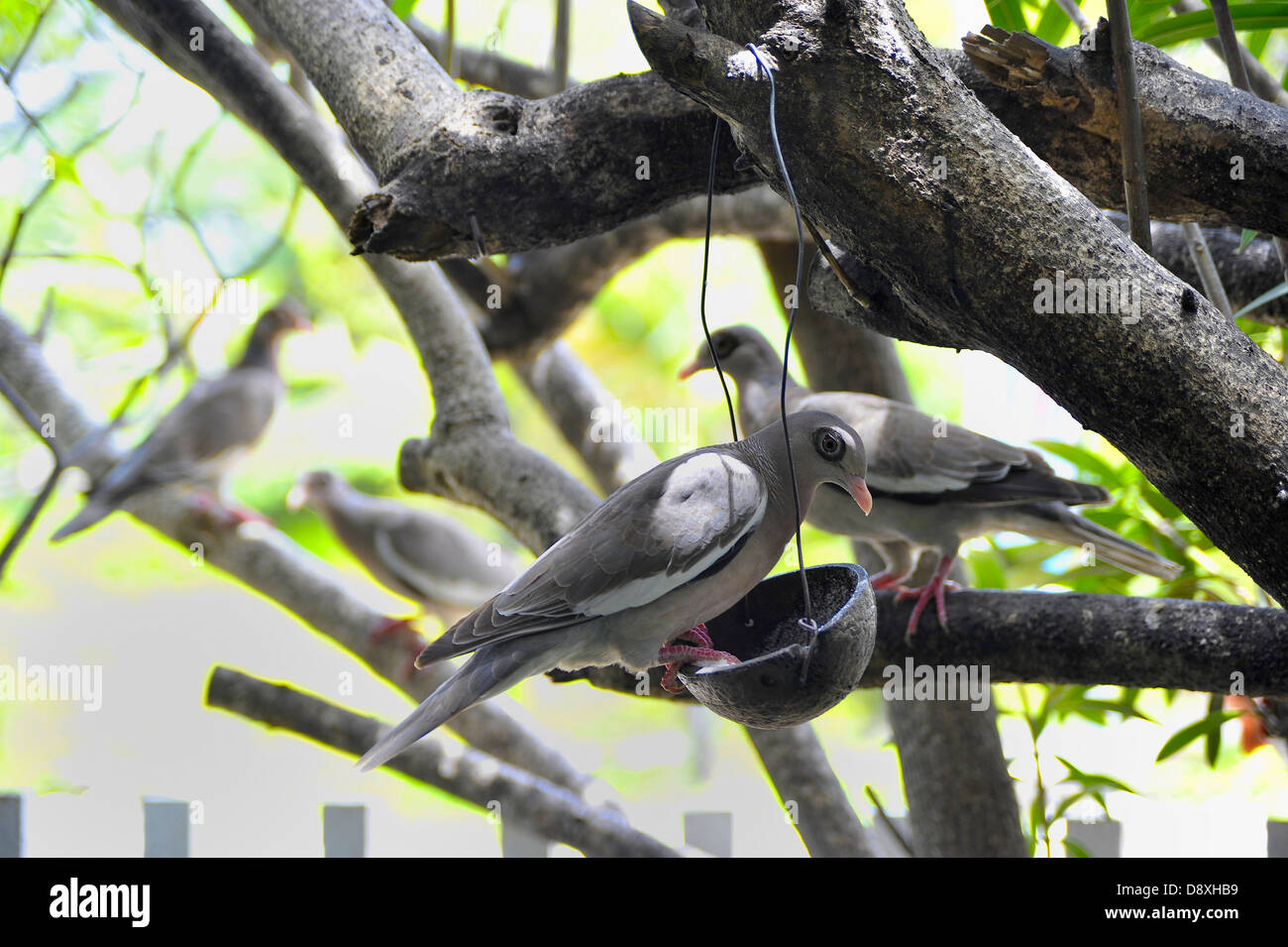 Uccelli locali al Ristorante Jaanchies in Curacao Foto Stock