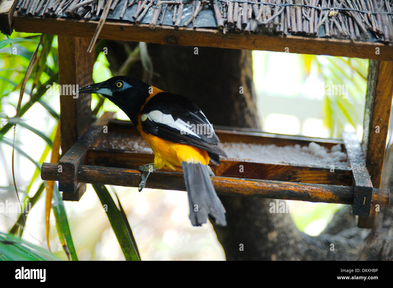 Uccelli locali (Icterus ittero) al ristorante Jaanchies in Curacao Foto Stock