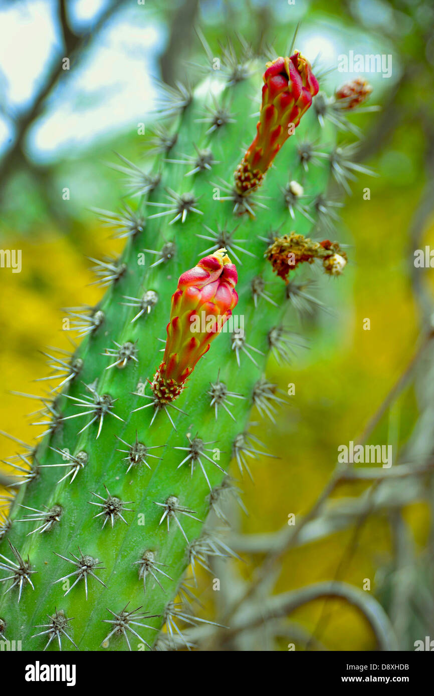 L' Opuntia cactus con fiore rosso Foto Stock