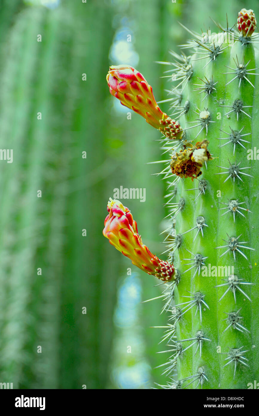 L' Opuntia cactus con fiore rosso Foto Stock