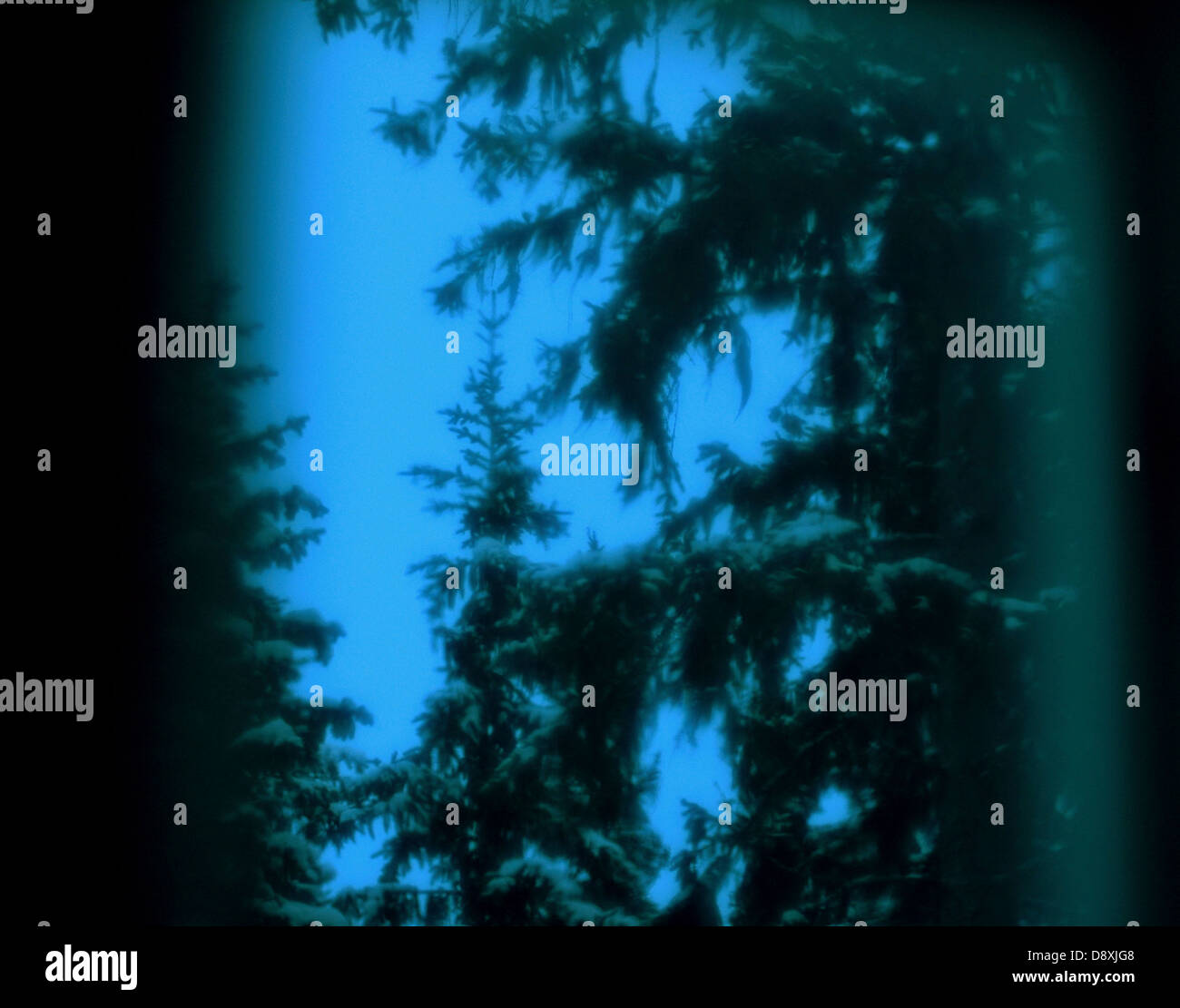 Foresta buia, Svezia. Foto Stock