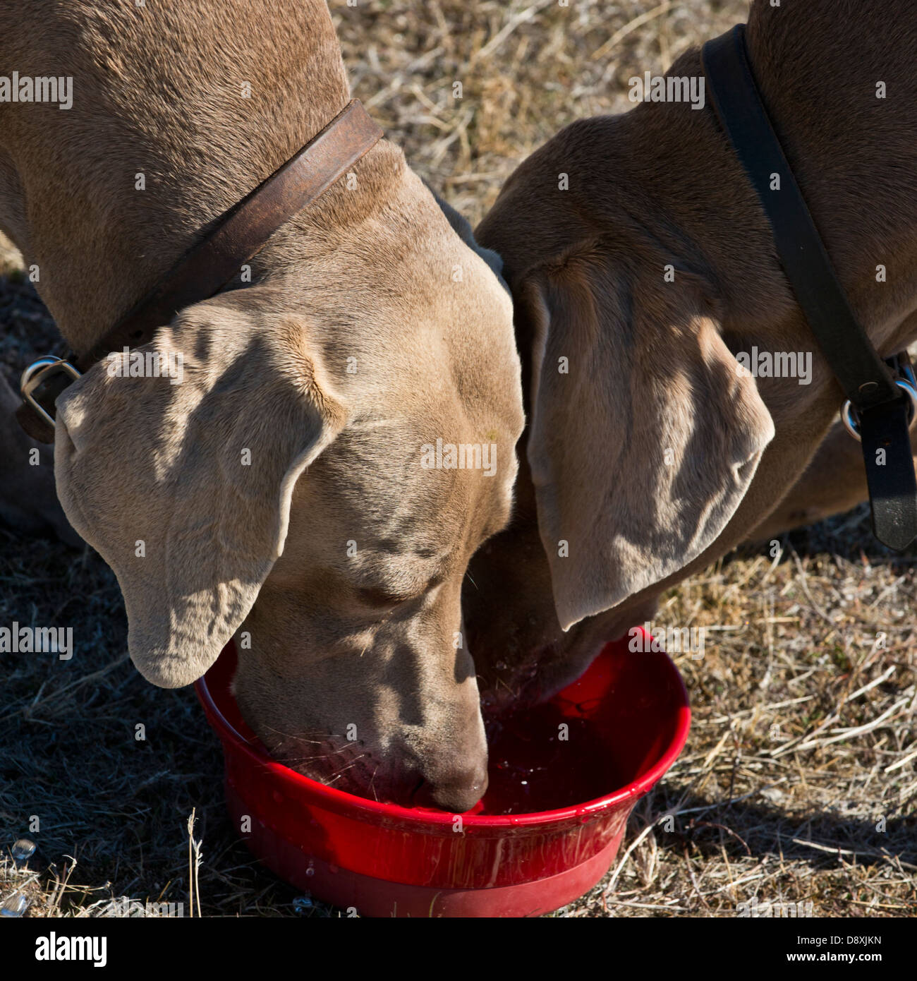 Due Weimaraners condivisione di una ciotola di acqua dopo una mattinata di esercizio. Foto Stock