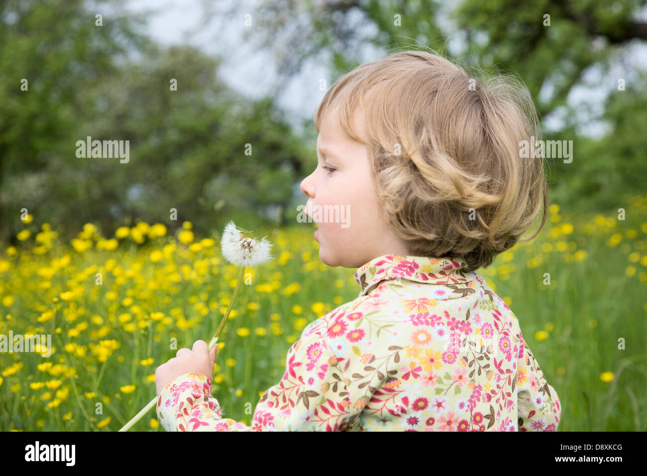 Tre anni di ragazza con un dente di leone in mano Foto Stock