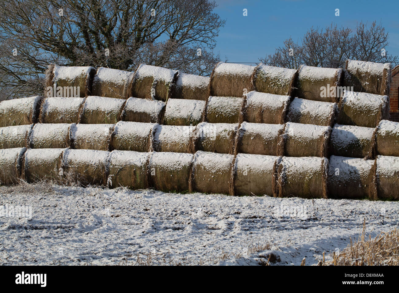 Le balle di fieno coperta di neve dopo una recente caduta. Magazzino impilati su un bordo del campo noto. Cascina. Ingham. Norfolk. Foto Stock