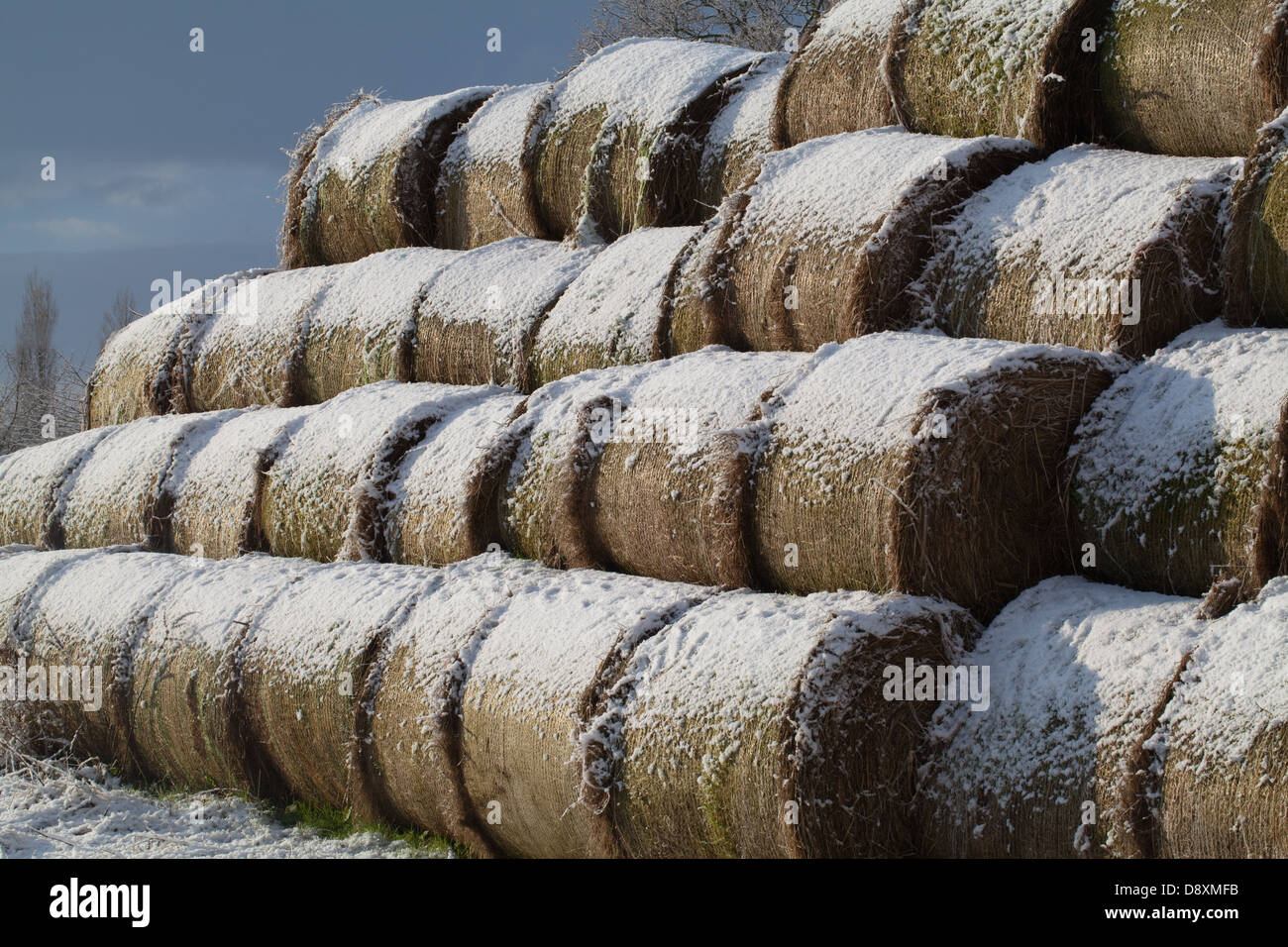Le balle di fieno coperta di neve dopo una recente caduta. Magazzino impilati su un bordo del campo noto. Cascina. Ingham. Norfolk. Foto Stock