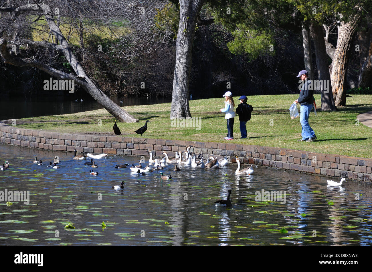 Persone alimentazione di uccelli a Highland Park a Dallas, Texas, Stati Uniti d'America Foto Stock