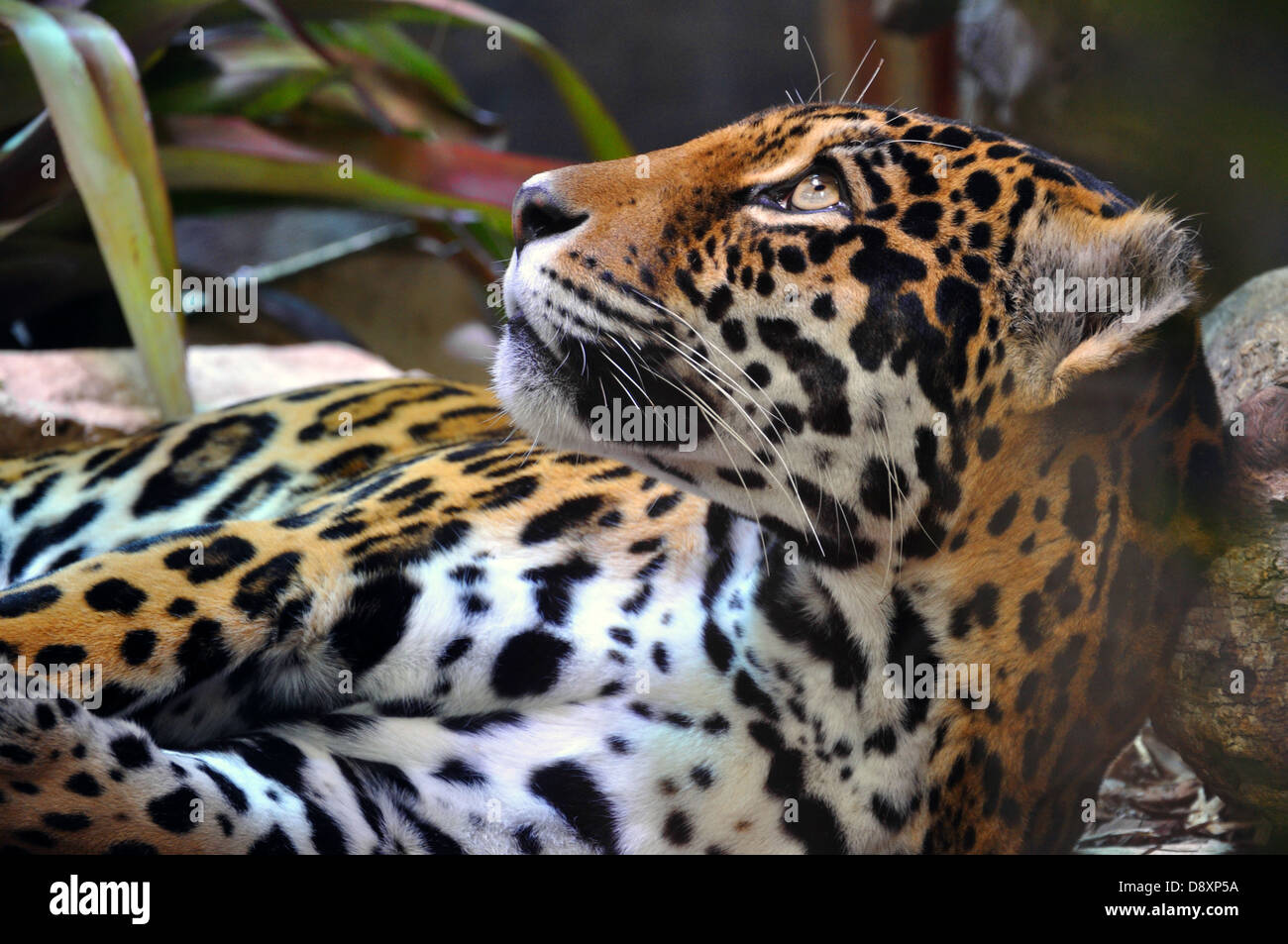 Jaguar Foto Stock