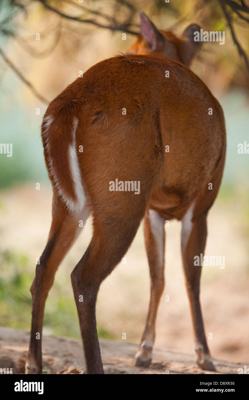 Indian, comune o rosso Muntjac Deer (Muntiacus muntjak). Girello femmina fine, che mostra la coda a riposo. Il Nepal. Foto Stock